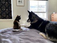 Pets with Problems