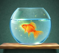 Aquariumfishescom
