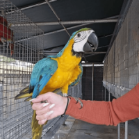 Parrots for Sale – Colorful, Intelligent & Friendly Birds