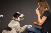 Training and Rescue Dogs test