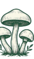 Mushroom Grow Shop