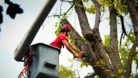Creative Tree & Stump LLC
