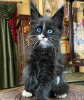Maine Coon Kittens for Sale – Find Your Perfect Furry Companion