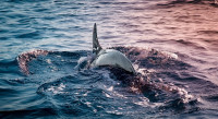 Panama City Beach Dolphin Tours & More