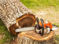 The Guys Tree Service