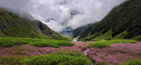 Valley of flowers Trek: Detailed Itinerary