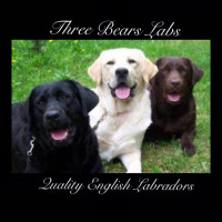 Three Bears Labradors