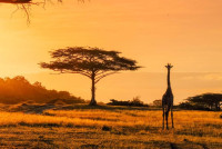 Travelo Africa