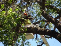 Perfect Tree Pruning Services Springfield