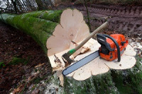 Hollywood Hills Tree Service