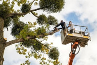 Greenville Tree Care Services