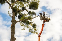 Los Altos Tree Service