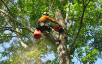 Encinitas Tree Service