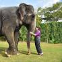 EleJungle - Nature & Elephant Safari in Jaipur