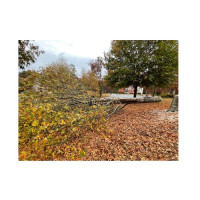 Thomas Tree Solutions LLC