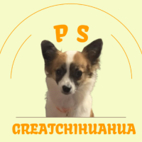 Ps great chihuahua