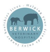Ear Infections in Pets: Why We See More of Them in Warmer Weather