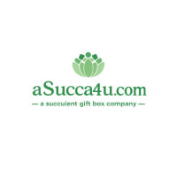 Succulent Arrangements