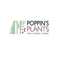 Poppin’s Plants