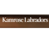 Fox Red Labrador Puppies for Sale in San Diego, CA