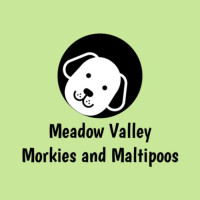 Meadow Valley Puppies