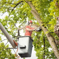 Big Father & Sons Tree Service