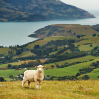 FOR SPANISH CITIZENS - NEW ZEALAND Immigration of New Zealand for Electronic Travel Authority and Visa for Tourist and Business - Visa oficial del gobierno de Nueva Zelanda - Visa de Nueva Zelanda en línea - NZETA