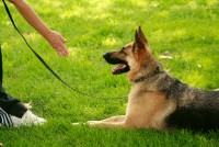 Dog Training Services In Dehradun