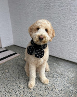 GOLDEN DOODLE FOR ADOPTION