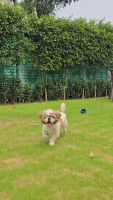 Pet Lovers Hut - Pet Resort GURUGRAM
