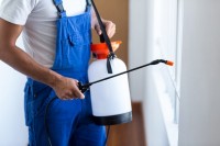 Pest Control Toowong
