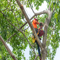 Newcastle Tree Service LLC