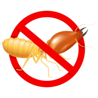 Adelaide Termites