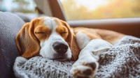 Trusted Animal Hospital in Calgary – Bowness Animal Hospital