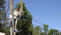 America's Canary City Tree Service