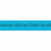 Nadeau African Violet Seeds
