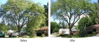Tree Service