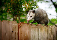 Rocket City Wildlife Control Solutions