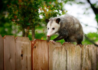 Big Fish Wildlife Control Experts