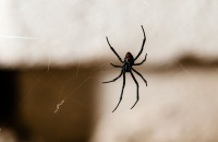 The Woodlands Pest Control Solutions