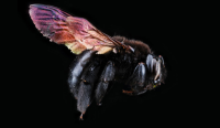 Bee Catchers, Inc.