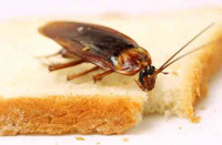 Cockroach Control Adelaide