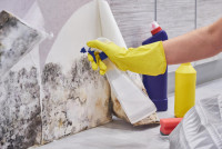Cixogew Mold Removal Ocala