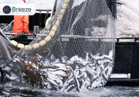 BREEZE FISH POINT