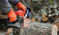 Beverly Hills Tree Service