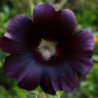 A New Way to Say Thanks, Dad – Buy a Flower for Father’s Day from Black Petals
