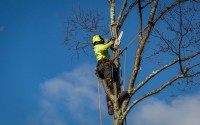 Bountiful Tree Service