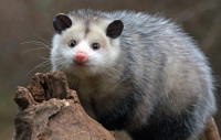 247 Possum Removal Perth