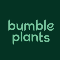 Calathea Orbifolia for Sale - Lush Tropical Plant | Bumble Plants