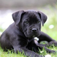 cane corso puppies for sale